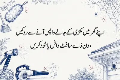 اپنے گھر میں مکڑی کے جالے واپس آنے سے روکیں، ون ڈے سافٹ واش یا خود کریں